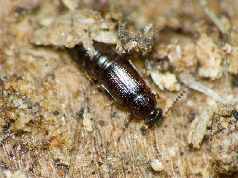 Staphylinidae Latreille, 1802